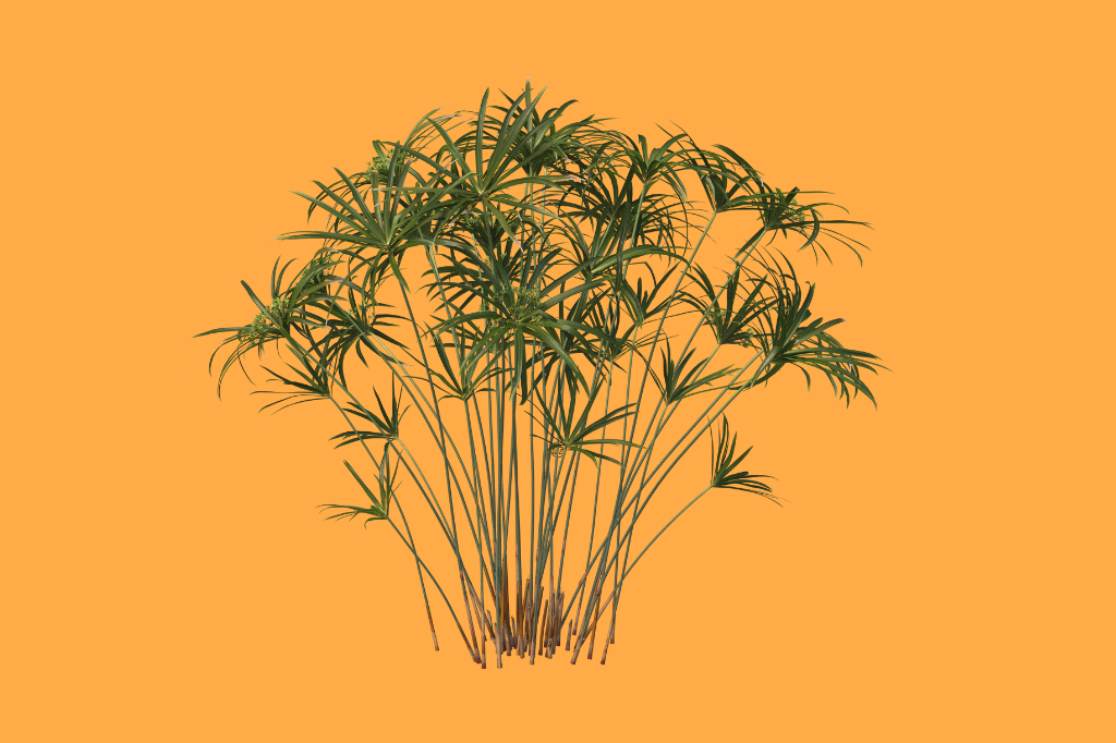 Como Implementar Estratégias Eficazes de Uso de Plantas em Filtros Biológicos de Água
