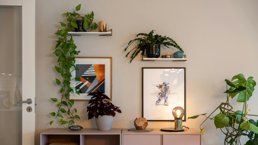 Dicas práticas para decorar sua casa com plantas